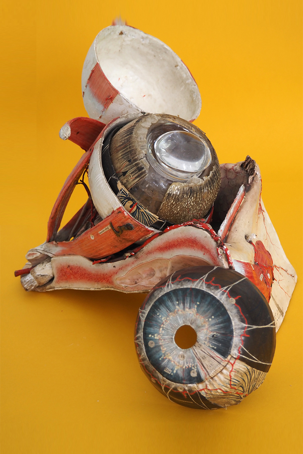 photo oeil 7