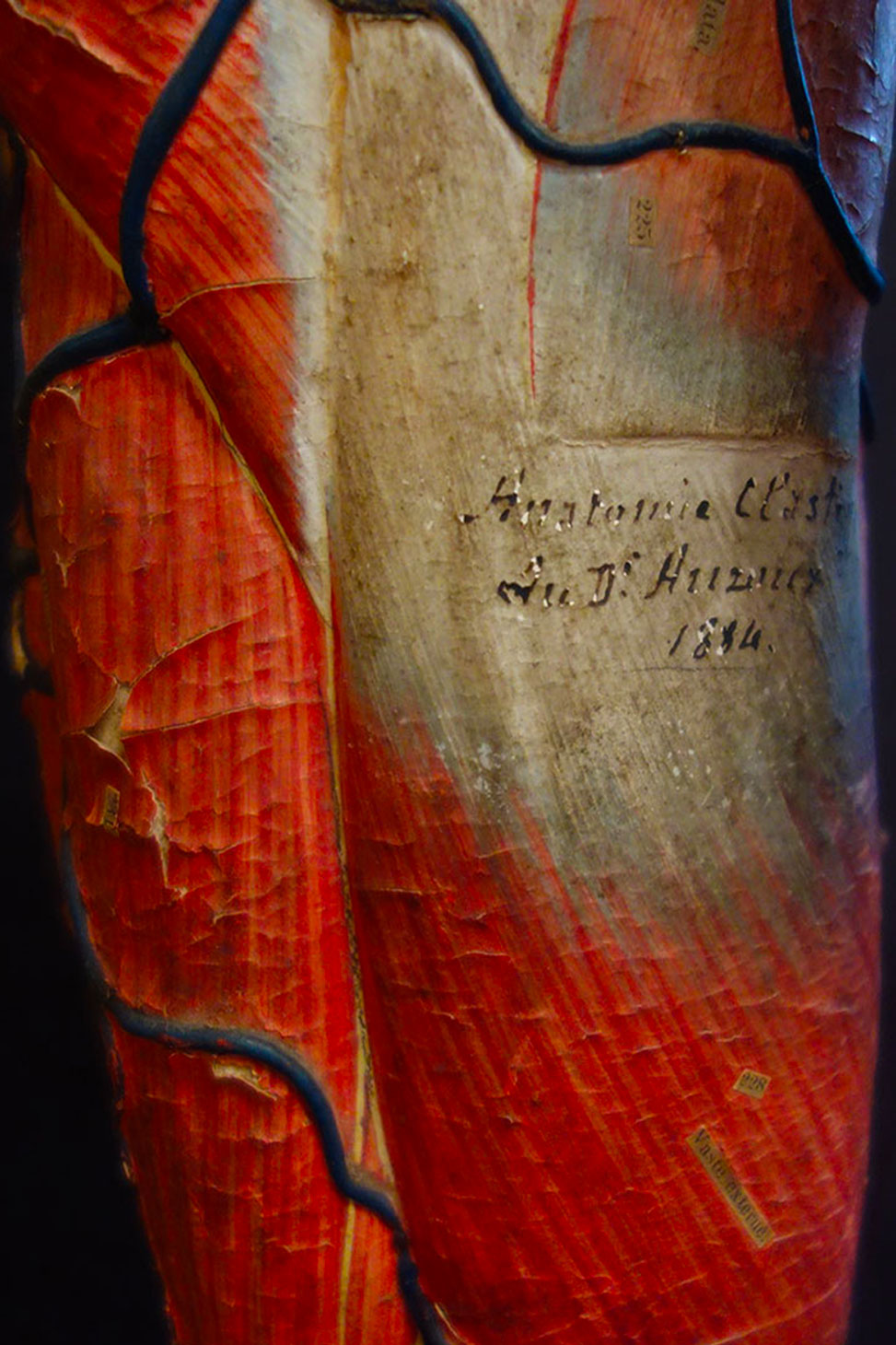 vig. muscle3